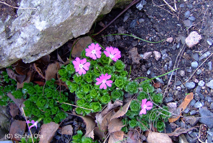 Primula minima